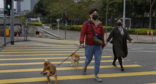 香港确认有宠物狗感染新冠病毒，但无证据显示会传播