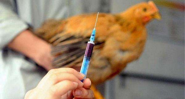 连锁反应？沙特H5N8高致病性禽流感爆发