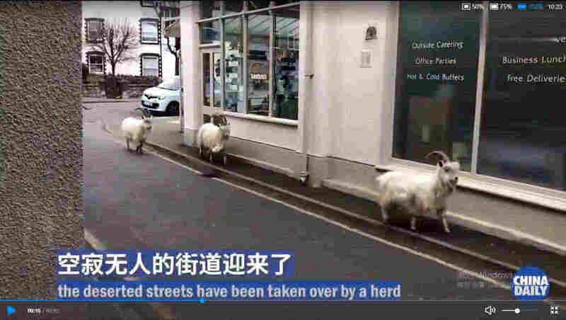 疫情之下 野山羊走上英国空荡街头