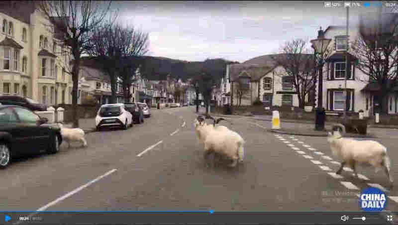 疫情之下 野山羊走上英国空荡街头