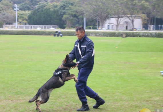 香港警队警犬试用特制装备，以应对暴力突发